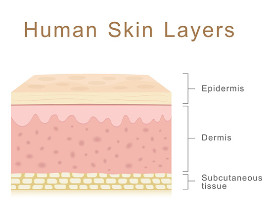 human skin layers